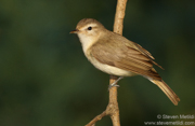 FLYCATCHERS, SHRIKES, VIREOS, SWALLOWS